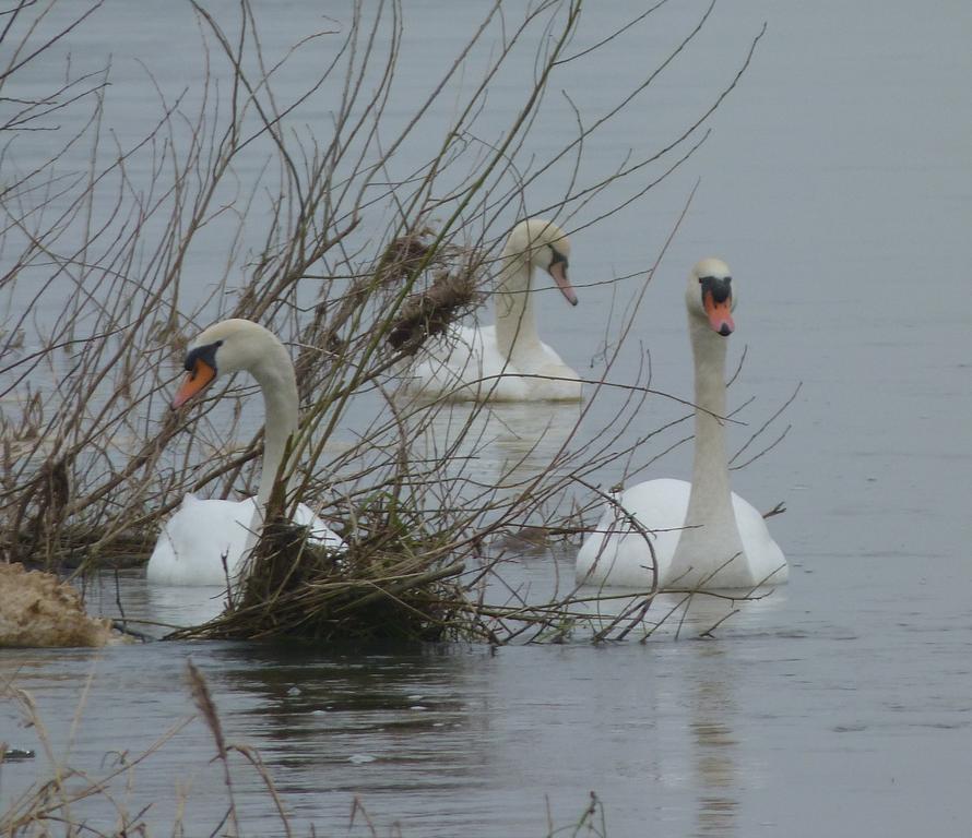 Les Gites De Colliers Muides-sur-Loire Phòng bức ảnh